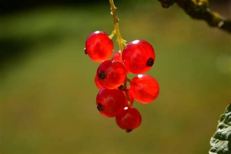 Free Images Nature Branch Blossom Berry Sweet Leaf Flower