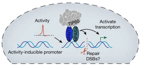 Does Neural Activity Drive DNA Repair? | ALZFORUM