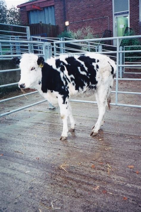 Dislocations In Cows Bovis Vetlexicon