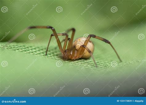 Brown Widow Spider Make Sac for Its Eggs Stock Image - Image of closeup ...