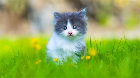 Baby Kitten Wallpapers 59 Images