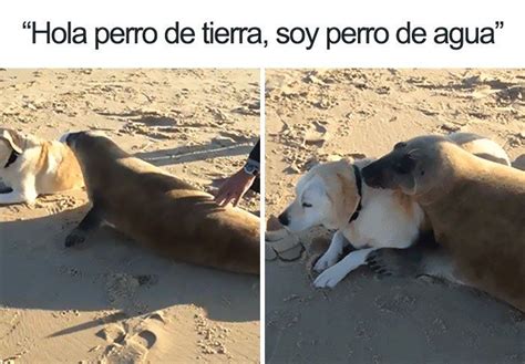 19 Divertidos Y Geniales Memes De Perros Que Te Harán Sonreír Por El