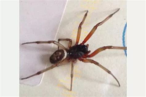 False Widow Spider Bite Dangerous / UK School shut down due to false ...