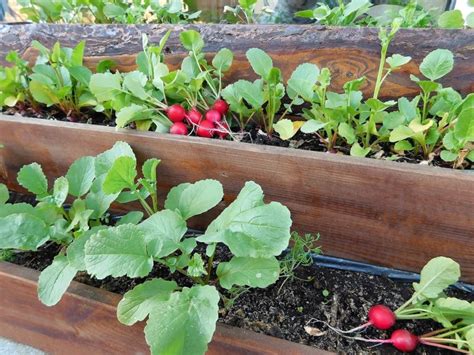 11 Delicious Container Vegetables You Can Easily Grow In A Pot