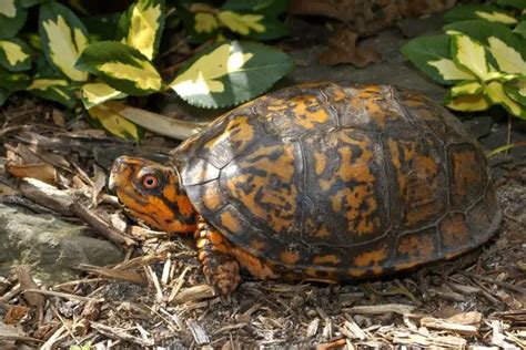 Turtles In Virginia Species That Are Found Here