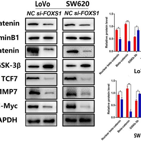 FOXS1 is a regulator of the Wnt β catenin Pathway Western blot