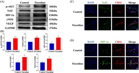 Fucoidan Promotes Angiogenesis And Accelerates Wound Healing Through