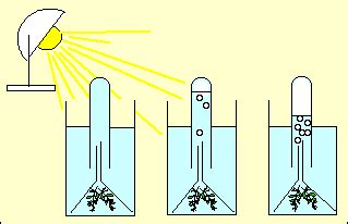 Respiration Chez Les Vegetaux