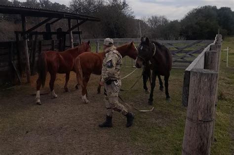 Secuestran tres caballos en la vía pública y advierten que han