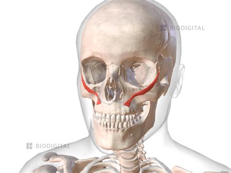 Zygomaticus minor | BioDigital Anatomy