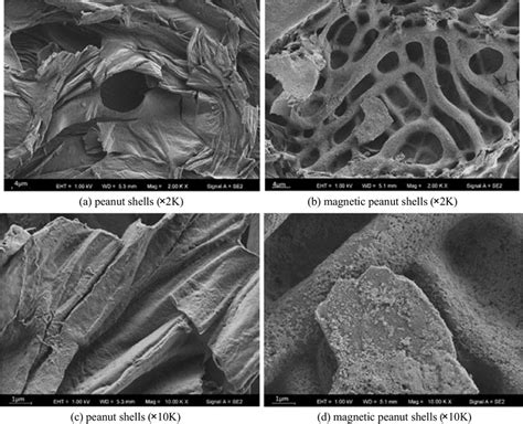 Sem Micrographs Of Peanut Shells And Magnetic Peanut Shells A Peanut