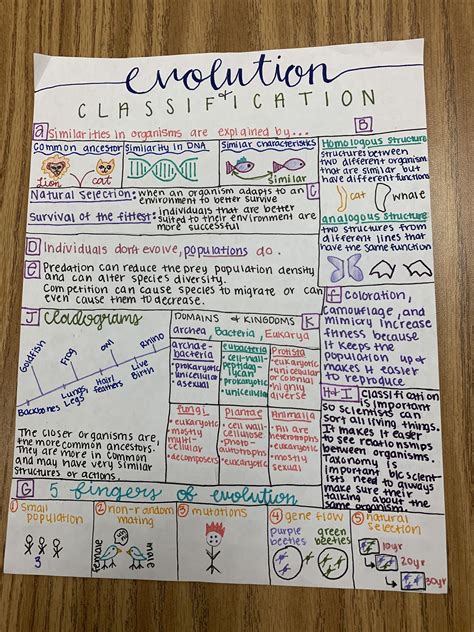 Evolution Classification One Pager Ft Ashlynn Biology Notes Biology