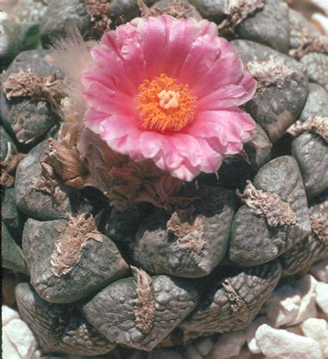 Ariocarpus Lloydii