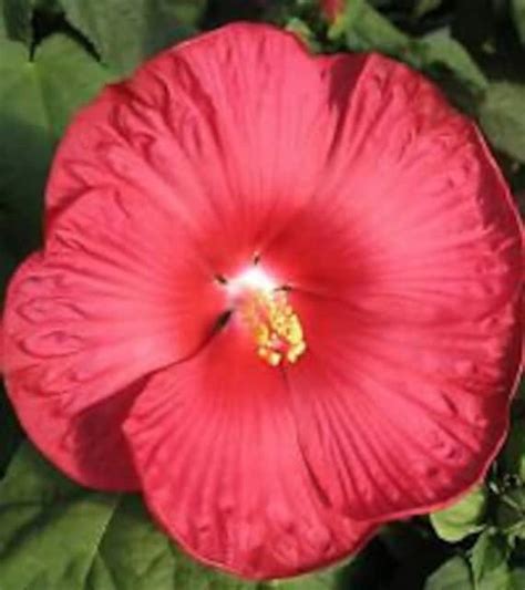 15 Red Dinner Plate Hibiscus Flower Seeds Huge 10 12 Inch Etsy