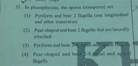 In phacophyceae, the spores (zoospores) are | Filo