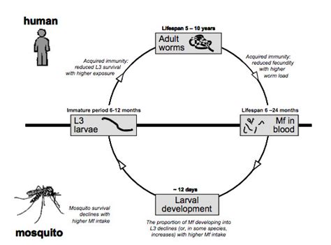 Transmission Cycle Of Lymphatic Filariasis With Density Dependent