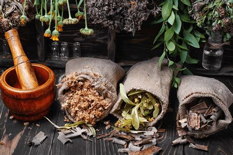 13 Plantas Medicinais Fáceis De Cultivar Em Casa