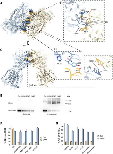 Interactions At The Ptch Dimer Interface A And B The Ptch Dimer