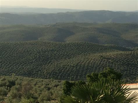 Spain's Olive Oil Industry - The Green Door