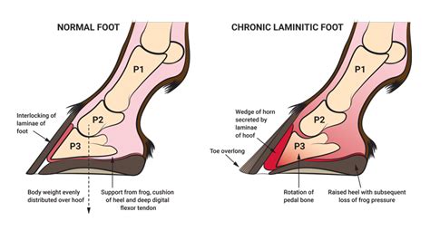 Signs Of Laminitis Identifying The Presence Of The Condition