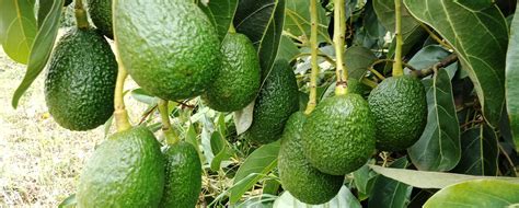 Avocado Farming - Moiben Connections - Your Preferred Agro Partner!