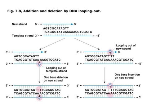 PPT Chapter 7a DNA Mutation And Repair Mutation And Adaptation