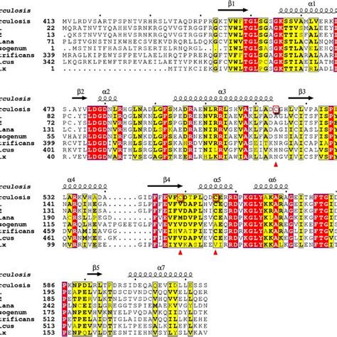 Multiple Sequence Alignment Of M Tuberculosis Cysc The Sequence Of