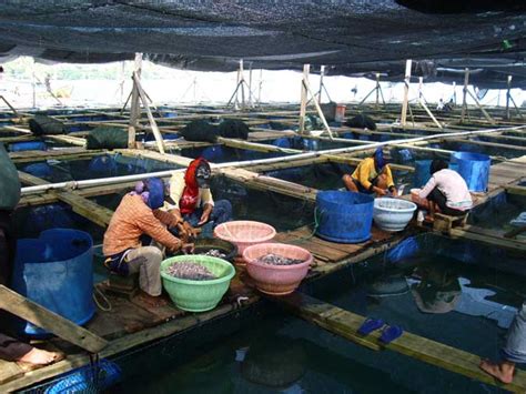 Maluku Sebaiknya Melirik Sektor Perikanan Budidaya Maluku Post