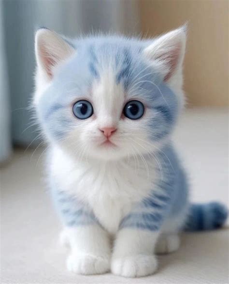 Pin On Adorables Kittens Cutest Cute Cats And Dogs Cute Cats