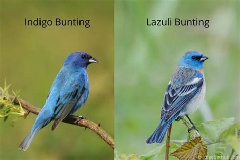 Facts About Indigo Buntings With Photos Bird Feeder Hub