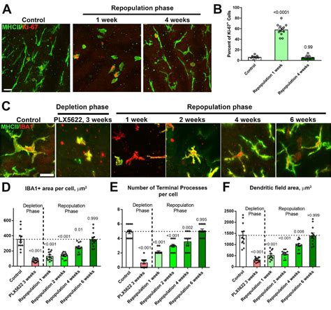 Figures And Data In CSF1R Blockade Induces Macrophage Ablation And