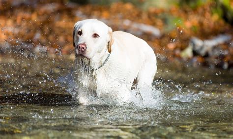 Top 5 Water Dog Breeds