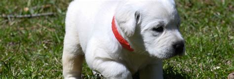 Rennie X Beau S White Yellow Pups Northern Lakes Labs