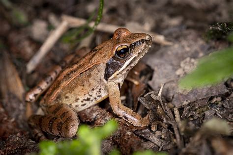 La Grenouille Agile Rana Dalmatina Lanaturemoi