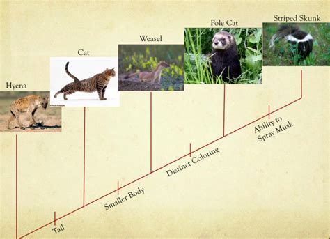 Evolution - The Striped Skunk Resource