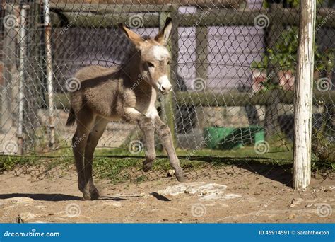 Baby Donkey In The New Forest Hampshire Royalty Free Stock Photography