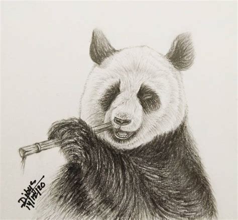 draw  panda inspiration sketch  day