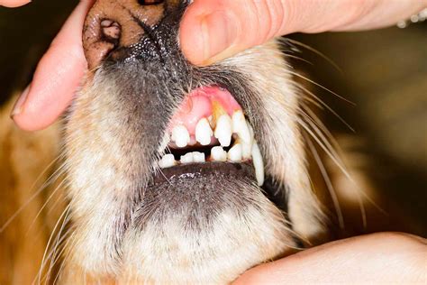 The Four Stages Of Pet Dental Disease