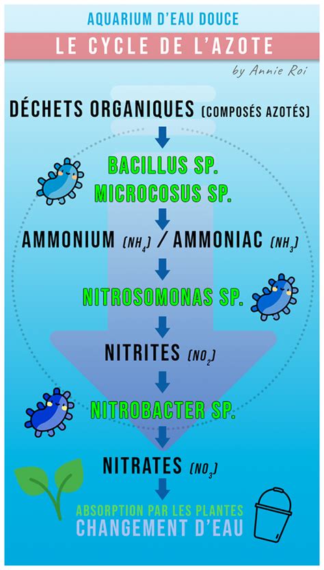 Le Cycle De L Azote Annie Roi