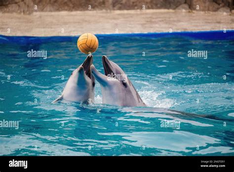 Two dolphins playing with ball in blue water Stock Photo - Alamy