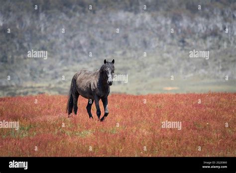 Australian wild brumbies hi-res stock photography and images - Alamy