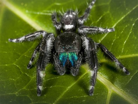 Jumping Spiders: Do They Bite? Are They Poisonous?