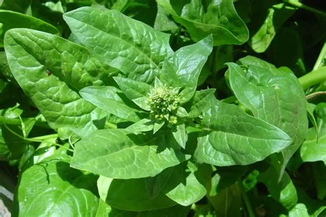 When Does Spinach Flower How To Know And What To Do Gardening Break