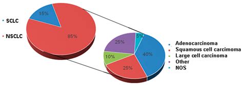 Cancers Free Full Text Molecular Radiobiology In Non Small Cell