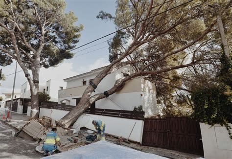 Los estragos del temporal de viento en Mallorca en imágenes Diario