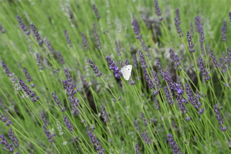 Grosso Lavender Plants | Greenwood Nursery