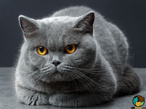 British Shorthair Cat Breed | UKPets