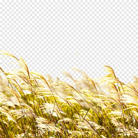 Green Grass Field Poster Banner Wheat Straw Grass Agriculture Png