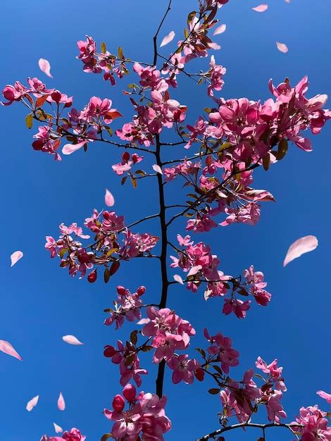 Flores De Flor De Ma Vermelha Rosa Na Rvore Natureza Jardinagem