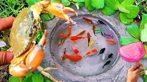 Mancing Ikan Cupang Dikolam Ikan Hias Ikan Lele Besar Ikan Koi Ikan